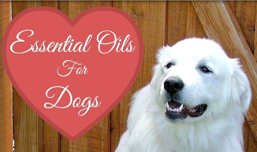 Essential Oils for Dogs by FabulousFarmGirl. Here are the best Essential Oils (EOs) & recipes to help your dog stay healthy & happy.