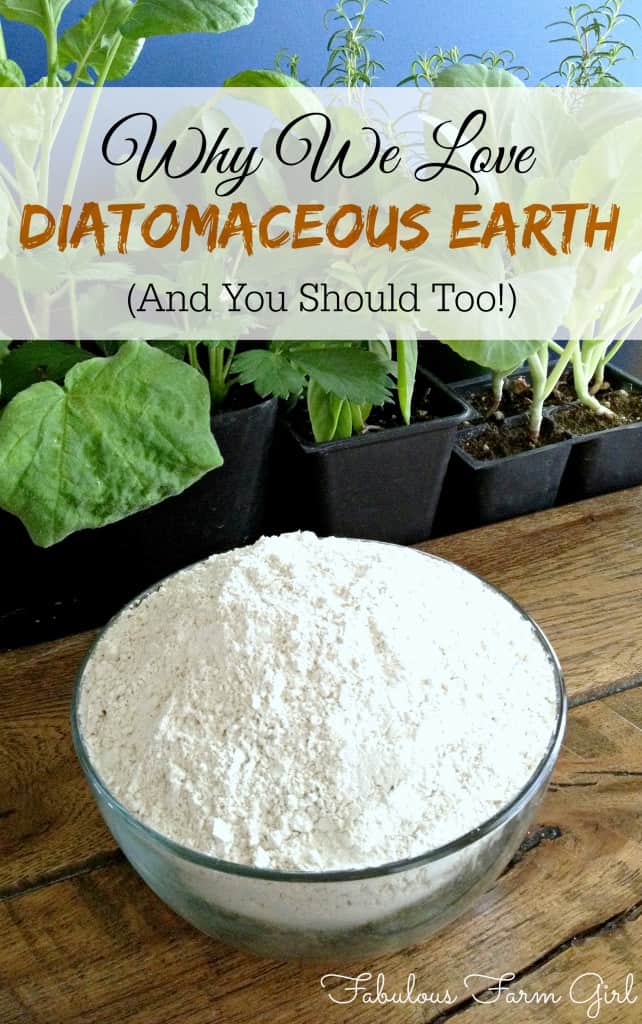Why We Love Diatomaceous Earth (And You Should Too!) by FabulousFarmGirl. Find out what diatamaceous earth (DE) is and why it's the dirt you should be eating.